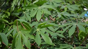 Fresh Green Manihot Esculenta Tree Nature Stock Footage Video (100% Royalty-free) 31308355 | Shutterstock