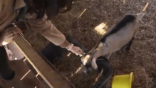 Pit bulls kill goats, chickens in Lookout Valley property; Charges pending, McKamey says