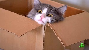 Scientists Recruit People to Conduct Home Experiments to See Why Their Cats Like to Sit Inside of Boxes