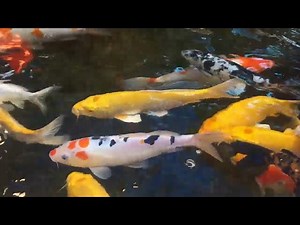 Feeding Koi Fish in a New Pond: Essential Tips for Beginners