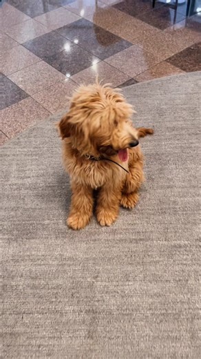 Goldendoodle Facts! #dogsoftiktok #puppytiktok #goldendoodle #cutepuppy #cutedog #cutiepie #cute #cutepet #puppydog #petsoftiktok #fyp #foryou #pet #facts #dogfacts