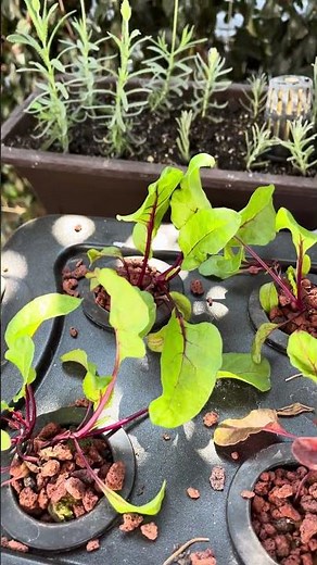 #Shorts Growing Beets Without Soil, Real Results so far