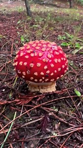 13K views · 291 reactions | Fascinated by fungi | LSD Psychedelic ART | Facebook