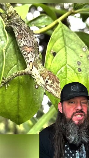 Pinocchio Lizard #amazing #crazy #themoreyouknow #nature