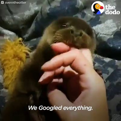 42M views · 469K reactions | This little otter does the cutest thing on walks in the snow with his dog siblings! | The Dodo | Facebook
