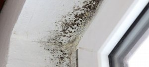 How to Treat and Clean Mildew Damage | DoItYourself.com