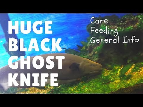 Black Ghost Knife Fish - Most Amazing Fish - In My Aquaponics Tank