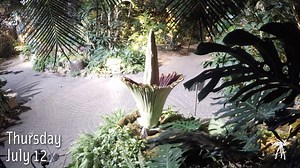 16K views · 461 reactions | On July 11, our Titan arum, or corpse flower bloomed, for the first time since we received the plant as a seedling 18 years ago! Thousands of people came out to see the magnificent bloom, that our horticulture staff lovingly named "Putricia." | Frederik Meijer Gardens & Sculpture Park | Facebook