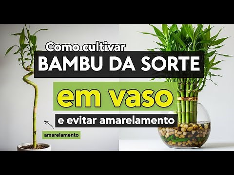 Como cultivar BAMBU DA SORTE em vaso e evitar amarelamento