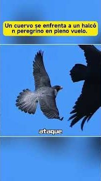 A crow takes on a peregrine falcon in mid-air. #Birds #Nature #PeregrineFalcon