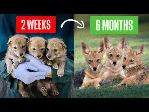 The Journey of 3 Coyote Pups