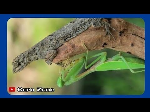 Mantis vs Lizard