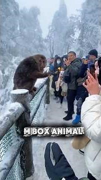 funny animal videos for kids