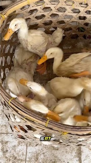 What kind of these ducks are 🤔 #duckvideo #ducksound