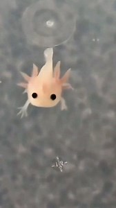 Axolotl transformation ☺️ #thelazyaquarist #isdaislife #fishreels #fishvideos #aquarist #fishkeeping #axolotl | The Lazy Aquarist
