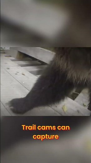 Unexplained Trail Cam Sightings: 30 Bizarre Wildlife Moments! #shorts