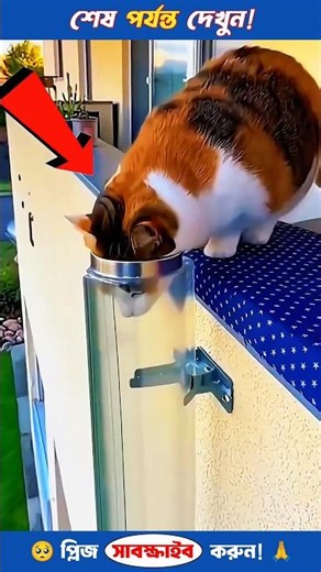 This Chubby Cat Thought It Was a Slide! 😳