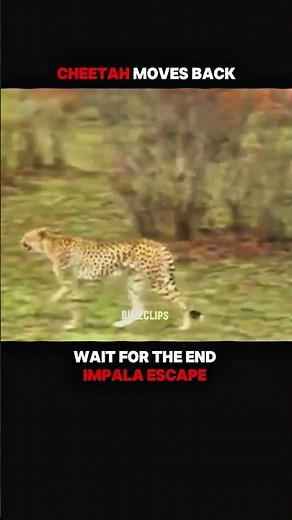 A Lucky Escape in the Wild #lion #wildlife #tiger