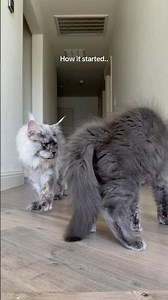 Dramatic kitties #mainecoon #kitten #funnycat #catsofyoutube #catlovers #cat #mainecoonkittens