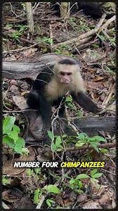 Top 10 Animals That Mourn Their Dead – Emotional Moments in the Wild