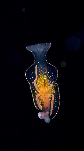 Robert Stansfield on Instagram: "We had a long season for these nudis this year. The new Nikon *.NEF- Red *.R3D file conversion is really good . It’s seems to give you much nicer control of the colours . #underwaterphotography #dive #blackwater #planktonic #nudibranch"