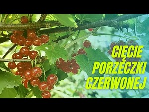 Cięcie porzeczki czerwonej