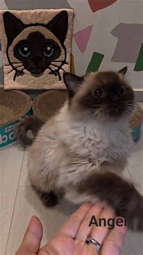 Angel learning to sit and paw!