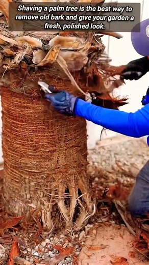Transformation Of A Rough Palm Tree Trunk Skinning