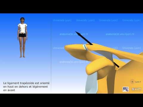 L'épaule: l'articulation acromio-claviculaire