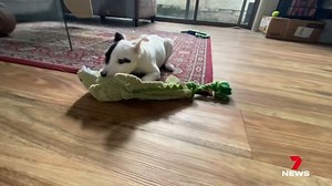 🌟 New on Bright Side! 🌻 Earlier this week we met a little puppy named Patch. Just two days later he's been adopted and is heading home with his new family, but not before leaving a present in Tim Watson's office. 💩 Who should we feature next on #brightside? Email us at brightside@seven.com.au. #dogrescue #dogadoption #7NEWS | 7NEWS Melbourne