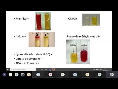 Les enterobactéries(1)