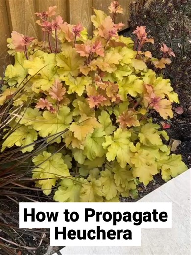 This is how I propagated my beautiful Heuchera ‘Marmalade’ by dividing one mature plant — and how it turned into ten thriving plants. Early spring is the perfect time to divide Heuchera! #gardening #heuchera #propagation #evergreen #flowers