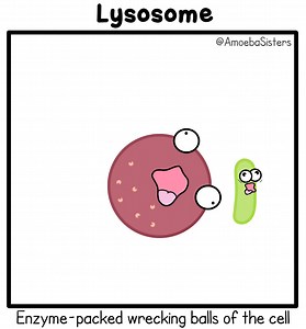 129 reactions · 17 shares | And the lysosome came in like a wrecking ball... | The Amoeba Sisters | Facebook