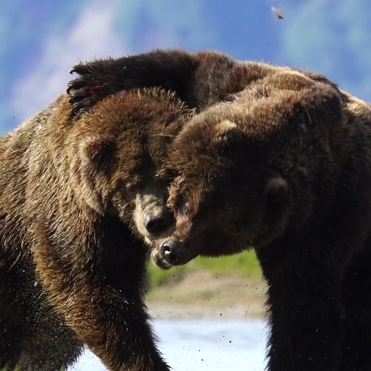 1.4M views · 25K reactions | Jaw-Dropping Encounter Between Two Massive Bears.  | Newsflare | Facebook