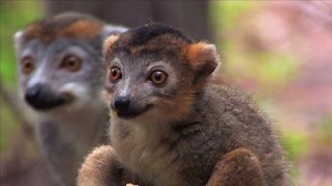 The Wildlife Docs are leapin’ with lemurs! Today on Litton's Weekend Adventure. | Litton's Weekend Adventure | Facebook