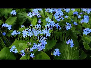 How to pronounce Brunnera macrophhylla 1 in English?