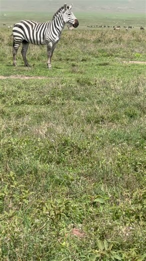 picture book | Ben Feldman