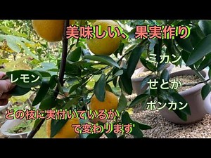 【柑橘品種、鉢植え栽培】美味しい果実作り、収穫時期の実の付き方で分かります