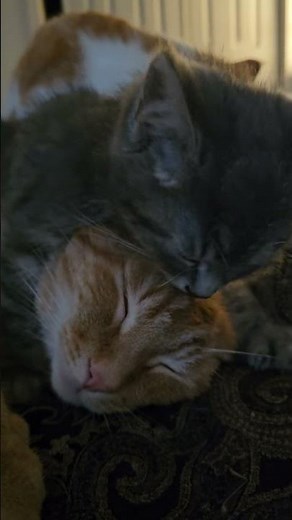 Léchage de chattes