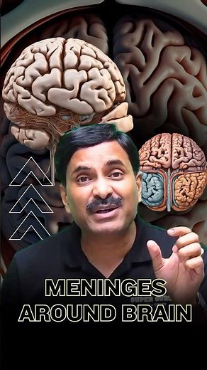 Meninges Around Brain | Explained🔥 #brain #humanbrain #factsdaily #fyp #neetexam #drnsjain