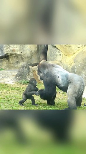 5.6M views · 57K reactions | He really does love his little boys轢#Kinggotillas #monkeyreels #gorillasreels #wildlifereels #animalsreels #naturereels #Kinggotillas #gorillazreels #photographyreels #monkeysreels #chimpanzeereels #primatereels #silerbackreels #kingkongreels | Gorilla's Momotaro | Facebook