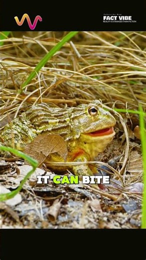 This Frog Attacks Snakes… And Survives Underground for YEARS #frog