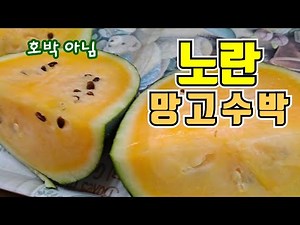 망고수박수확시기 어떤맛일까? 속이 노란수박 텃밭수박