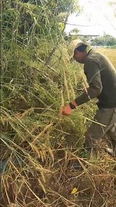 ผู้บ่าวเกี่ยวข้าวเนาะ