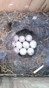 The moment the first egg hatches #wildlife #birdwatching #nature #birdhouse #birds | 𝙑𝙪𝙡𝙘𝙖𝙣