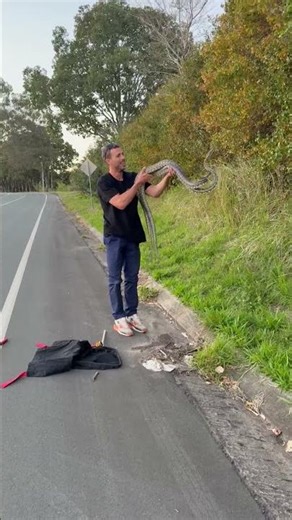 Snake Catcher Removes Two Fighting Carpet Pythons From Side of Road