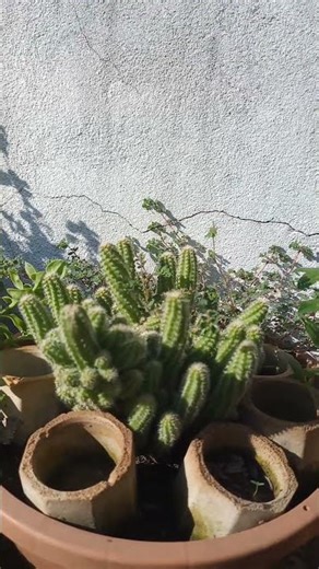 Cactus Cacahuate #shorts #cactus #cacti #cactussucculents #cactusysuculentas #plantas #plants