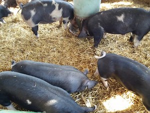 How Many Pigs Do You Need To Make A Profit? – Family Farm Livestock