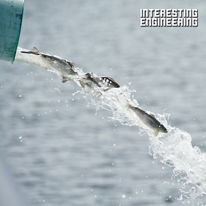This cannon safely transports fish over water. 🐠 🎥 Whooshh Innovations / YouTube #engineering | Interesting Engineering