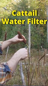 How to Filter Water with a Cattail! #survival #bushcraft #survivalskills #Maine | Son of a Bear Herbs